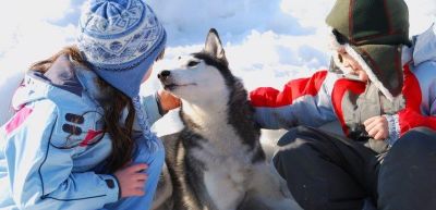 acc-husky